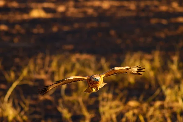 Greifvogelbussard Lebensraum Natur Hintergrund Vogel Langbeiniger Mäusebussard Buteo Rufinus — Stockfoto