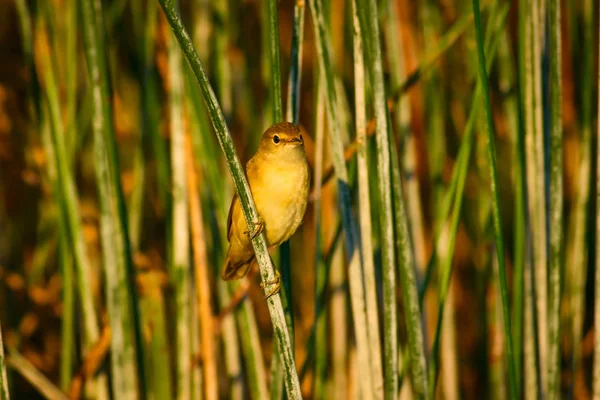 Hezký Ptačí Habitat Zelené Pozadí Rákosí Jen Knír Akrocefalus Melanopogon — Stock fotografie