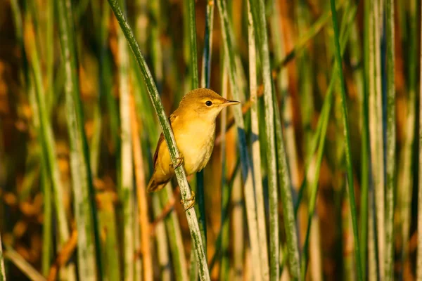 Hezký Ptačí Habitat Zelené Pozadí Rákosí Jen Knír Akrocefalus Melanopogon — Stock fotografie