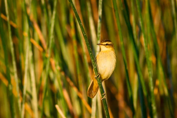 Cute Ptak Świstunka Jezioro Siedlisko Zielone Tło Trzciny Warbler Wąsy — Zdjęcie stockowe