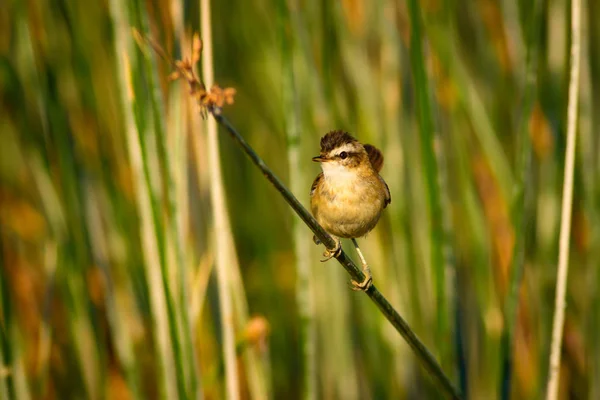 Cute Ptak Świstunka Jezioro Siedlisko Zielone Tło Trzciny Warbler Wąsy — Zdjęcie stockowe