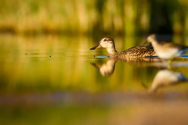 Stockente Lebensraum Grünes Wasser Hintergrund Vogel Stockente Platyrhynchos — Stockfoto