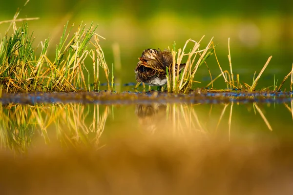 自然と鳥緑の黄色の自然の背景 一般的なスナイプ ガリナゴ ガリナゴ — ストック写真