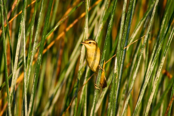 Cute Ptak Świstunka Jezioro Siedlisko Zielone Tło Trzciny Warbler Wąsy — Zdjęcie stockowe