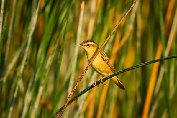 Lindo Pájaro Curruca Hábitat Del Lago Fondo Caña Verde Warbler —  Fotos de Stock