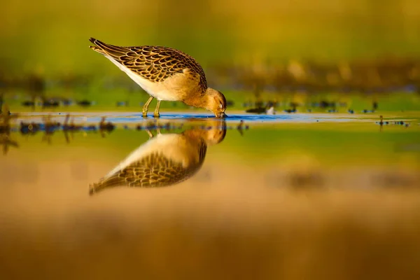 Eau Nature Oiseau Oiseau Eau Commun Ruff Philomachus Pugnax Fond — Photo