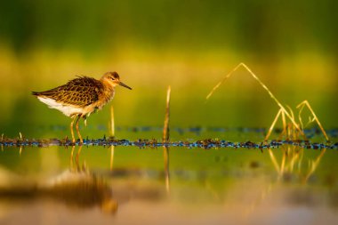 Su doğası ve kuş. Ortak su kuşu: Ruff. Philomachus Pugnax. Renkli doğa arka plan.