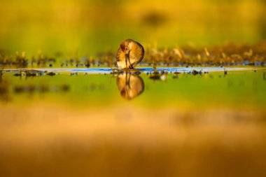 Su doğası ve kuş. Ortak su kuşu: Ruff. Philomachus Pugnax. Renkli doğa arka plan.