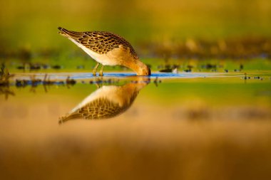 Su doğası ve kuş. Ortak su kuşu: Ruff. Philomachus Pugnax. Renkli doğa arka plan.