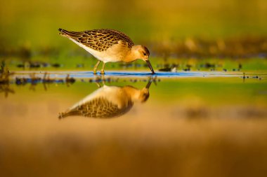 Su doğası ve kuş. Ortak su kuşu: Ruff. Philomachus Pugnax. Renkli doğa arka plan.