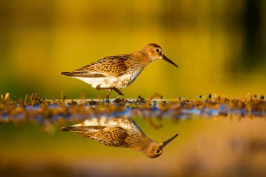 Su doğası ve kuş. Ortak su kuşu: Ruff. Philomachus Pugnax. Renkli doğa arka plan.