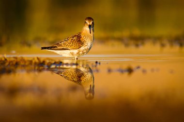 Su doğası ve kuş. Ortak su kuşu: Ruff. Philomachus Pugnax. Renkli doğa arka plan.