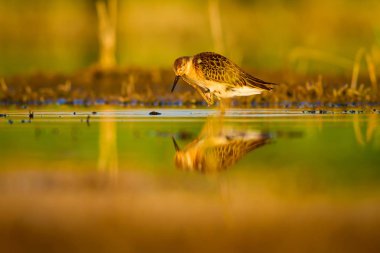 Su doğası ve kuş. Ortak su kuşu: Ruff. Philomachus Pugnax. Renkli doğa arka plan.