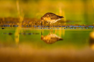 Su doğası ve kuş. Ortak su kuşu: Ruff. Philomachus Pugnax. Renkli doğa arka plan.