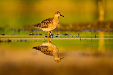 Su doğası ve kuş. Ortak su kuşu: Ruff. Philomachus Pugnax. Renkli doğa arka plan.