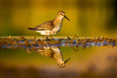 Su doğası ve kuş. Ortak su kuşu: Ruff. Philomachus Pugnax. Renkli doğa arka plan.