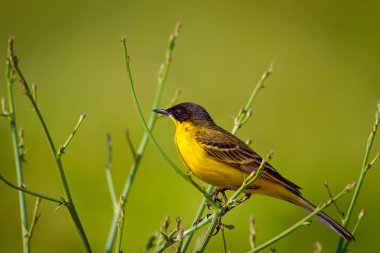 Kuş ve bahar. Yeşil doğa arka planı. Siyah başlı Bunting. Emberiza melanocephala.