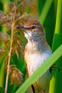 Şarkı söyleyen kuş. Doğa habitat arka plan. Kuş: Büyük Sazlık Ötleğeni. Acrocephalus arundinaceus.