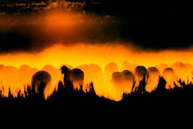 Gün batımı ve çoban. Kırmızı ve siyah doğa arka plan. 