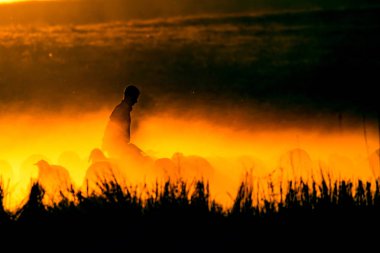 Gün batımı ve çoban. Kırmızı ve siyah doğa arka plan. 
