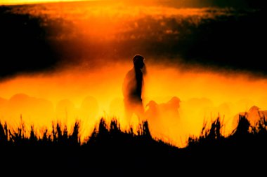 Gün batımı ve çoban. Kırmızı ve siyah doğa arka plan. 