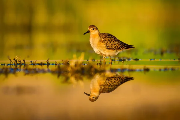 Eau Nature Oiseau Oiseau Eau Commun Ruff Philomachus Pugnax Fond — Photo