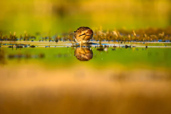 Natureza Água Pássaro Aves Aquáticas Comuns Ruff Philomachus Pugnax Fundo — Fotografia de Stock