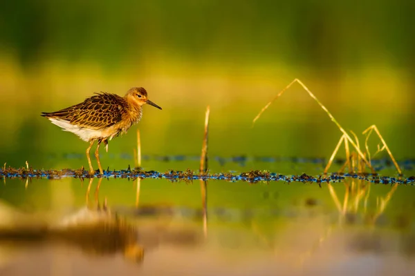 Natureza Água Pássaro Aves Aquáticas Comuns Ruff Philomachus Pugnax Fundo — Fotografia de Stock