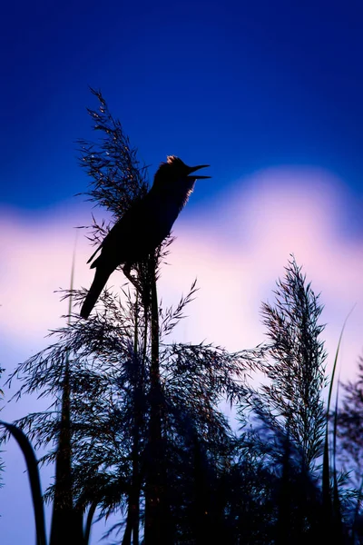 Співає Птах Фон Кольорів Заходу Сонця — стокове фото
