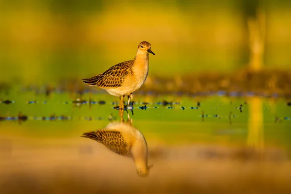 Vatten Natur Och Fågel Gemensam Vatten Fågel Ruff Philomachus Pugnax — Stockfoto
