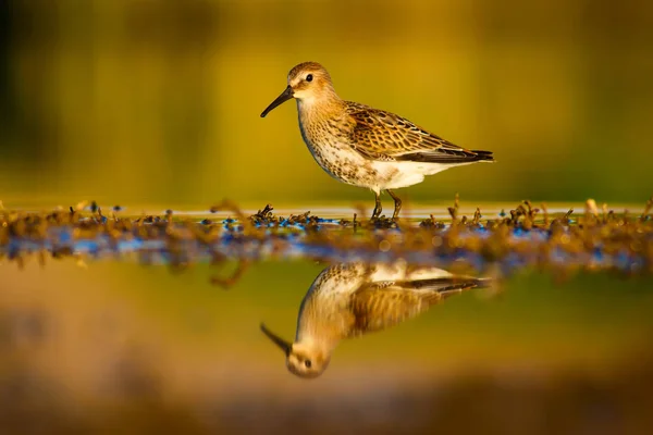 Eau Nature Oiseau Oiseau Eau Commun Ruff Philomachus Pugnax Fond — Photo