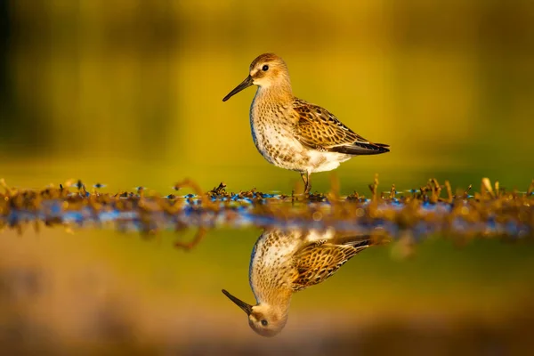 Vodní Příroda Pták Běžný Vodní Pták Ruff Barevné Pozadí — Stock fotografie