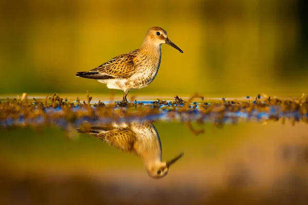 Natureza Água Pássaro Aves Aquáticas Comuns Ruff Philomachus Pugnax Fundo — Fotografia de Stock