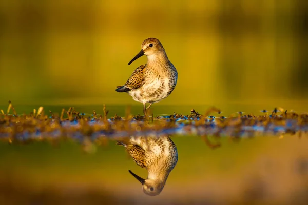 Vodní Příroda Pták Běžný Vodní Pták Ruff Barevné Pozadí — Stock fotografie