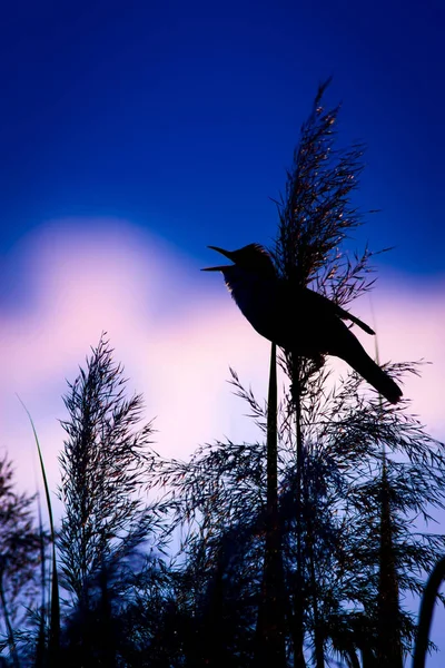 Pássaro Cantante Pôr Sol Cores Fundo — Fotografia de Stock