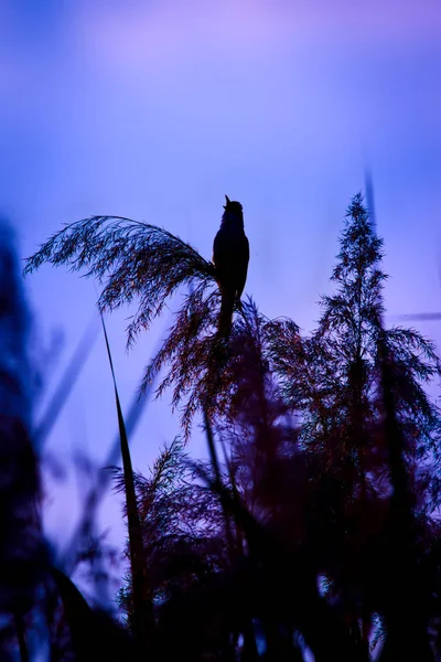 Uccello Canterino Tramonto Colori Sfondo — Foto Stock