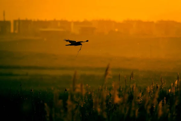 Fliegender Habicht Zum Nest Sonnenuntergang Natur Hintergrund Greifvogel — Stockfoto