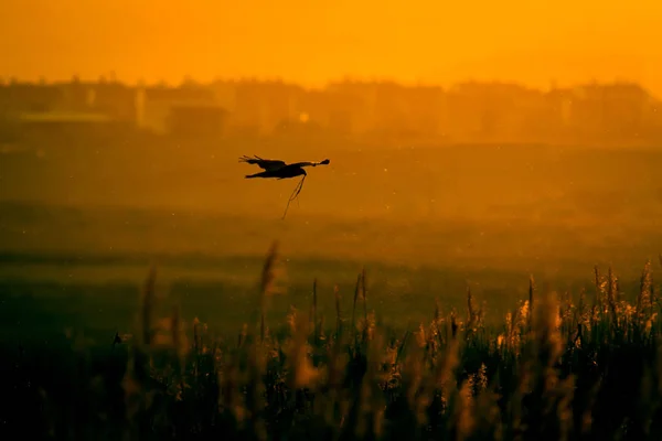 Flying hawk to nest. Sunset nature  background. Bird of prey.