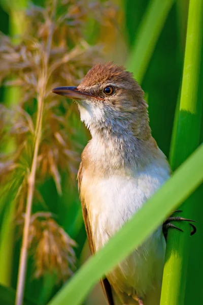 Singing bird. Nature habitat background. Bird: Great Reed Warbler. Acrocephalus arundinaceus.