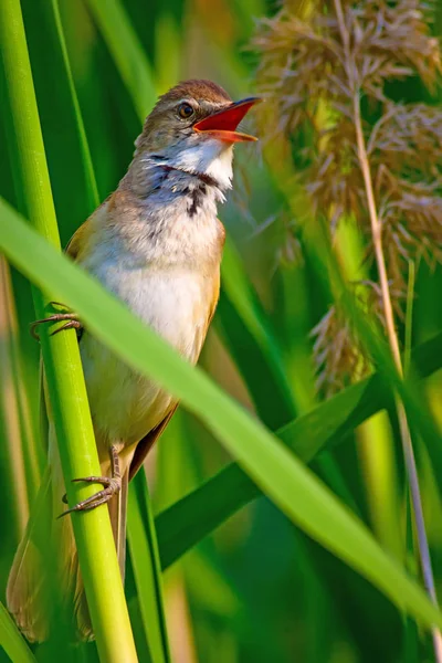 Şarkı söyleyen kuş. Doğa habitat arka plan. Kuş: Büyük Sazlık Ötleğeni. Acrocephalus arundinaceus.
