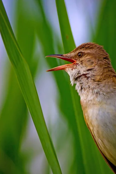 Singing bird. Nature habitat background. Bird: Great Reed Warbler. Acrocephalus arundinaceus.