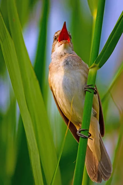 Singing bird. Nature habitat background. Bird: Great Reed Warbler. Acrocephalus arundinaceus.