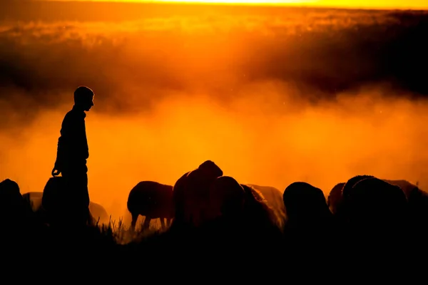 Sonnenuntergang Und Hirte Roter Und Schwarzer Hintergrund — Stockfoto