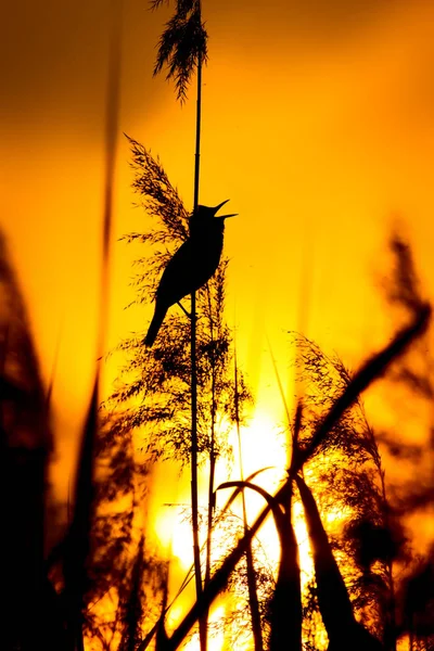 Şarkı Söyleyen Kuş Gün Batımı Renkleri Arka Plan — Stok fotoğraf