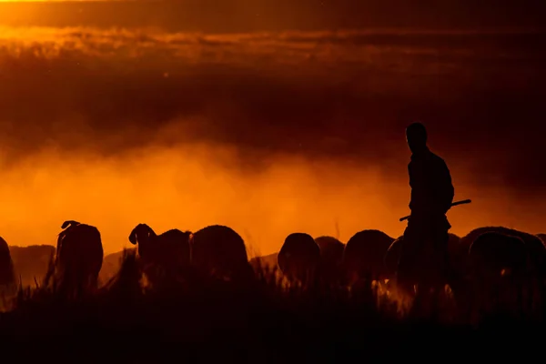 Sunset Shepherd Red Black Nature Background — Stock Photo, Image