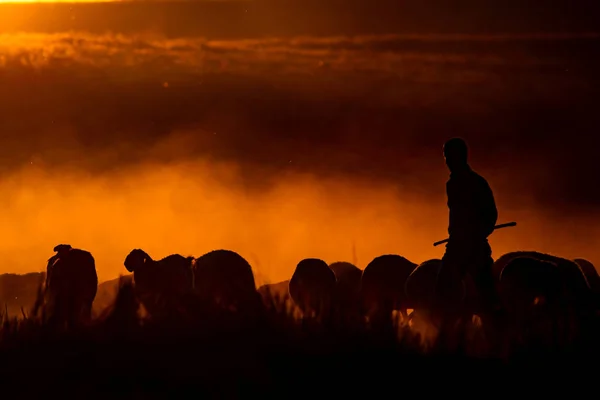 Sunset Shepherd Red Black Nature Background — Stock Photo, Image