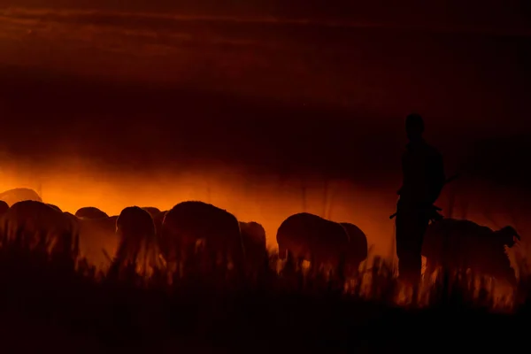 Sunset Shepherd Red Black Nature Background — Stock Photo, Image