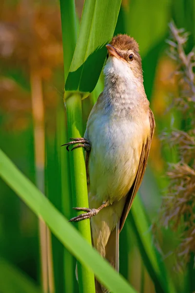 Singing bird. Nature habitat background. Bird: Great Reed Warbler. Acrocephalus arundinaceus.