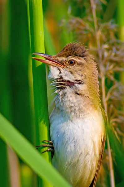 Singing bird. Nature habitat background. Bird: Great Reed Warbler. Acrocephalus arundinaceus.