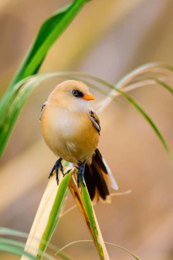 Sevimli kuşlar. Siyah doğa arka plan. Sakallı Sazlık. Panurus biarmicus.